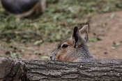 Mara stepní (Dolichotis patagonum). ZOO Brno