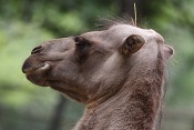 Velbloud dvouhrbý (Camelus bactrianus). ZOO Brno