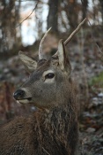 Jelen evropský (lesní) (Cervus elaphus). Obora Nové Hrady