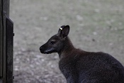 Klokan rudokrký (Macropus rufogriseus). ZOO Brno