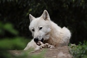 Vlk arktický (Canis lupus arctos). ZOO Brno