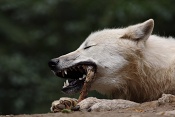 Vlk arktický (Canis lupus arctos). ZOO Brno
