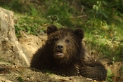 Medvěd  hnědý kamčatský (Ursus arctos beringianus). ZOO Brno