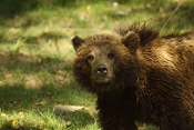 Medvěd  hnědý kamčatský (Ursus arctos beringianus). ZOO Brno