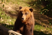 Medvěd  hnědý kamčatský (Ursus arctos beringianus). ZOO Brno