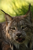 Rys kanadský (Lynx canadensis). ZOO Brno