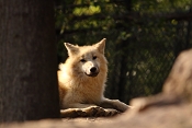Vlk arktický (Canis lupus arctos). ZOO Brno