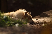 Vlk arktický (Canis lupus arctos). ZOO Brno