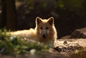 Vlk arktický (Canis lupus arctos). ZOO Brno