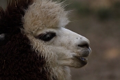 Lama alpaka (Lama guanicoe f. pacos). ZOO Brno