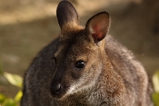 Klokan rudokrký (Macropus rufogriseus). ZOO Brno