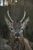 Jelen evropský (lesní) (Cervus elaphus). Obora Nové Hrady