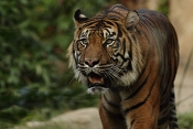 Tygr sumaterský (Panthera tigris sumatrae). ZOO Brno