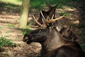 Los evropský (Alces alces). ZOO Brno