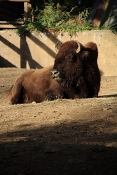 Bizon americký (Bison bison). ZOO Brno