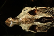 Kajmánek trpasličí (Paleosuchus palpebrosus). ZOO Brno