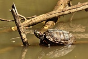 Želva nádherná (Trachemys scripta elegans). ZOO Zlín