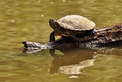 Želva nádherná (Trachemys scripta elegans). ZOO Zlín