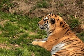 Tygr ussurijský (Panthera Tigris altaica). ZOO Zlín