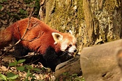 Panda červená (Ailurus fulgens). ZOO Zlín