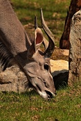 Kudu velký (Tragelaphus strepsiceros). ZOO Zlín