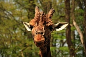 Žirafa Rothschildova (Giraffa camelopardalis rothschildi). ZOO Zlín