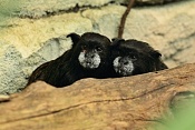Tamarín tmavohřbetý (Saguinus nigricollis graellsi). ZOO Zlín