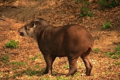 Tapír jihoamerický (Tapirus terrestris). ZOO Zlín