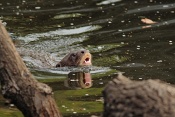 Vydra obrovská (Pteronura brasiliensis). ZOO Zlín