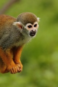 Kotul veverkovitý (Saimiri sciureus). ZOO Zlín