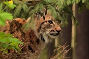 Rys ostrovid (Lynx lynx) . ZOO Hodonín