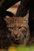 Rys ostrovid (Lynx lynx) . ZOO Hodonín