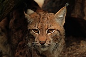 Rys ostrovid (Lynx lynx) . ZOO Hodonín