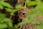 Rys ostrovid (Lynx lynx) . ZOO Hodonín