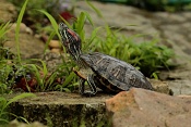 Želva nádherná (Trachemys scripta elegans) . ZOO Hodonín
