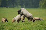 Tur domácí (Bos primigenius f. taurus) – Belgické modro-bílé plemeno. Pastviny.