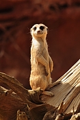 Surikata (Suricata suricatta). ZOO Jihlava