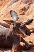 Klokan rudý (Macropus rufus). ZOO Jihlava