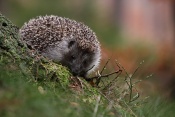 Ježek západní (Erinaceus europaeus)