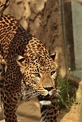 Levhart cejlonský (Panthera pardus kotiya). ZOO Jihlava