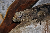 Leguán kubánský (Cyclura nubila nubila). ZOO Jihlava