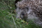 Ježek západní (Erinaceus europaeus)