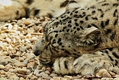 Levhart sněžný – Irbis (Panthera uncia). ZOO Jihlava