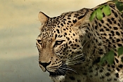 Levhart cejlonský (Panthera pardus kotiya). ZOO Jihlava