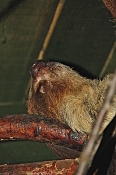 Lenochod dvouprstý (Choloepus didactylus). ZOO Jihlava