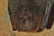 Kaloň rodriguezský (Pteropus rodricensis). ZOO Jihlava