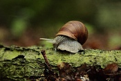 Hlemýžď zahradní (Helix pomatia). PP Zlobice