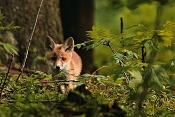 Liška obecná (Vulpes vulpes). Klášterec nad Orlicí