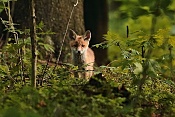 Liška obecná (Vulpes vulpes). Klášterec nad Orlicí