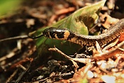 Užovka obojková (Natrix natrix). U Bartošovic v Orlických horách
